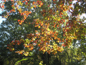 Canonchet foliage