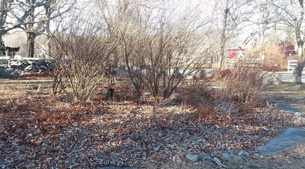 Native Plant Garden
